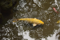 DSC_4002.jpg