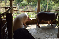 DSC_4445.jpg